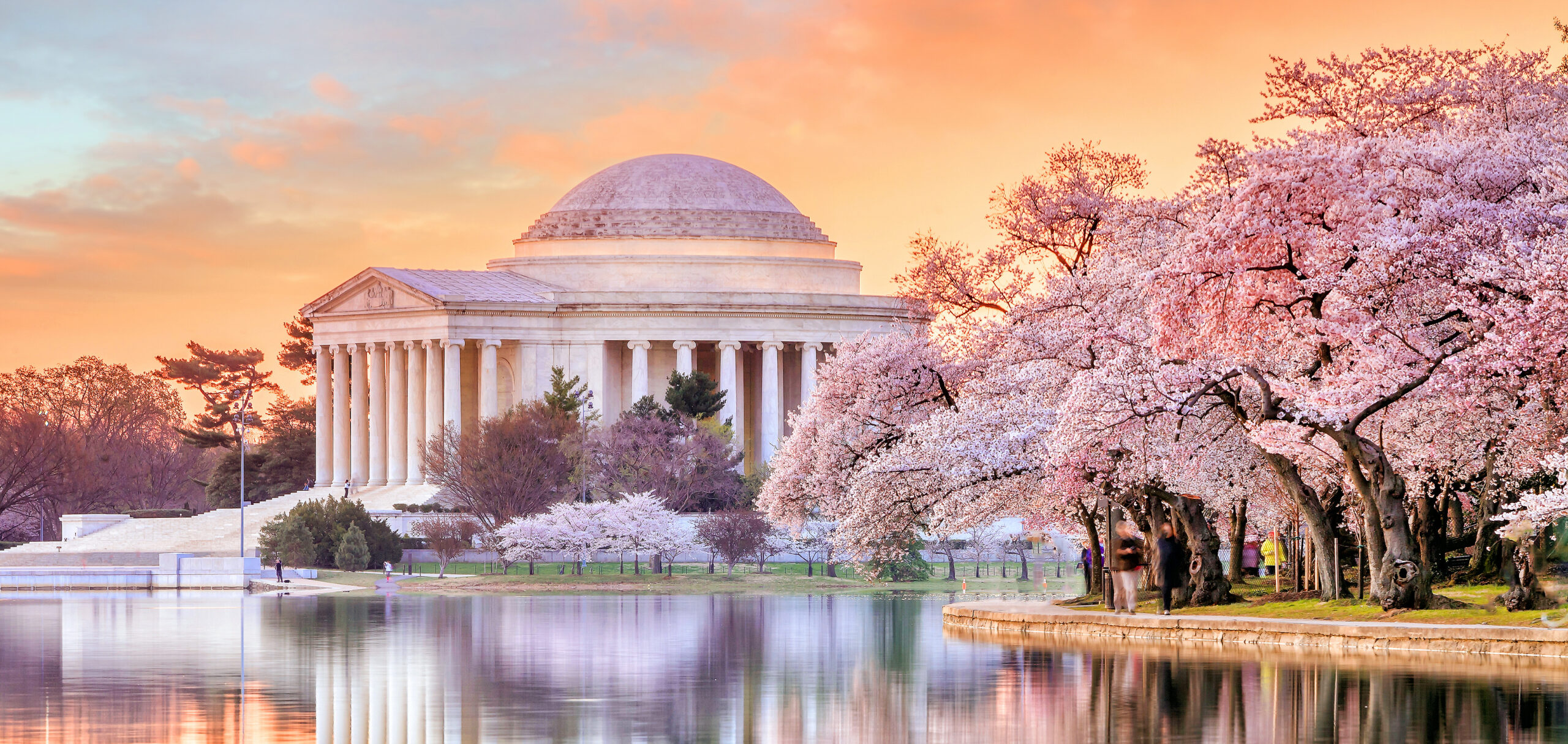 spring cherry blossoms in Washington, DC