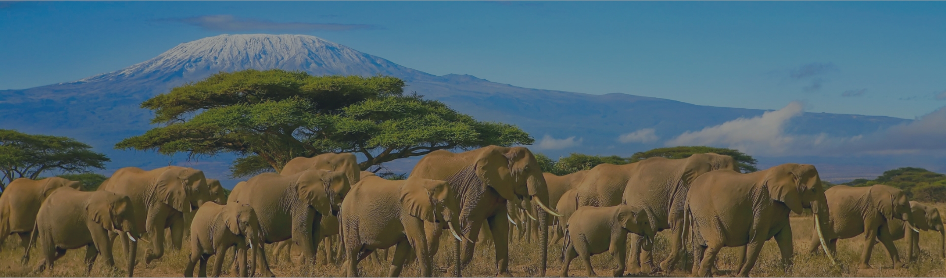African Safari
