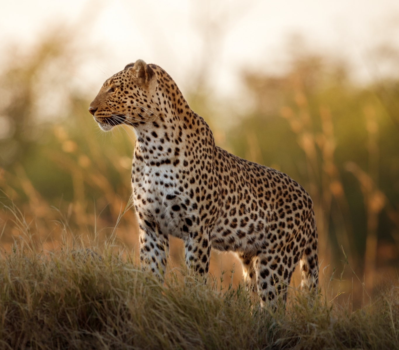 Wildlife